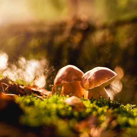 Srdce Vysociny Апартаменты